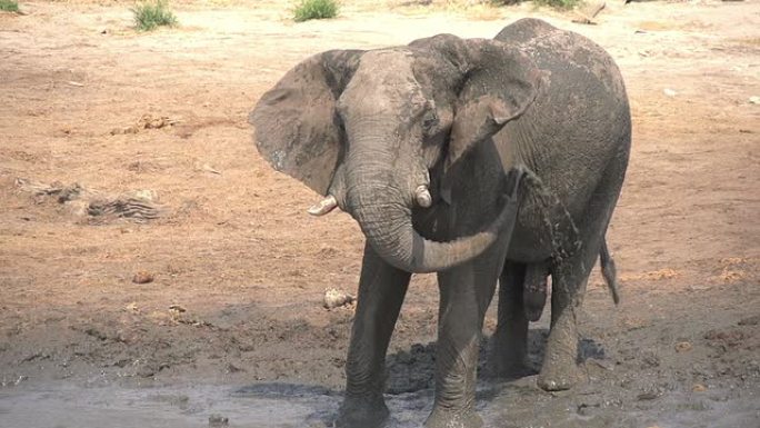 大象公牛喷洒泥浆的慢动作，博茨瓦纳