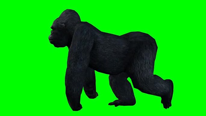 大猩猩行走绿屏 (可循环)