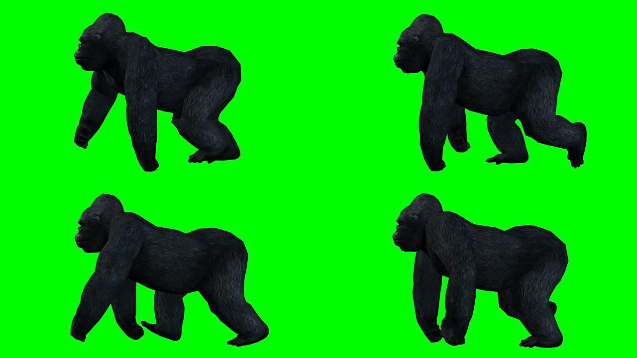 大猩猩行走绿屏 (可循环)
