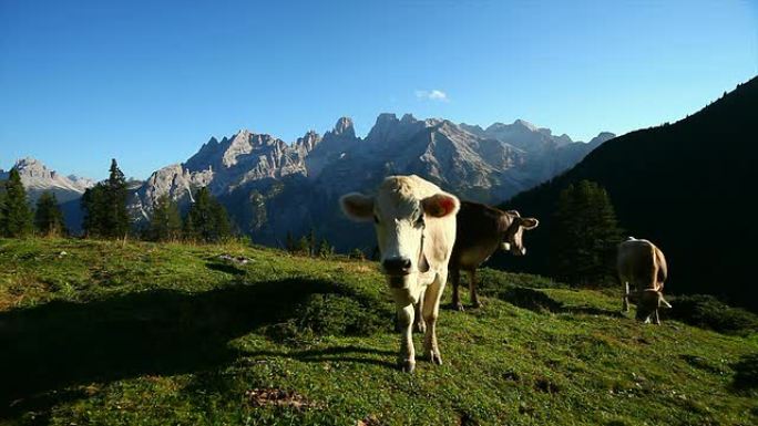 高山牧场上的高清放牧奶牛