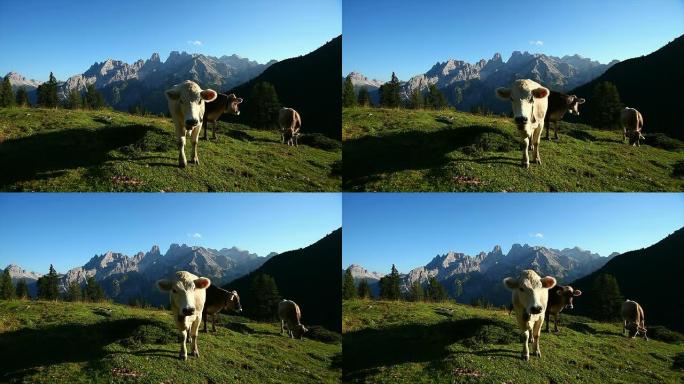 高山牧场上的高清放牧奶牛