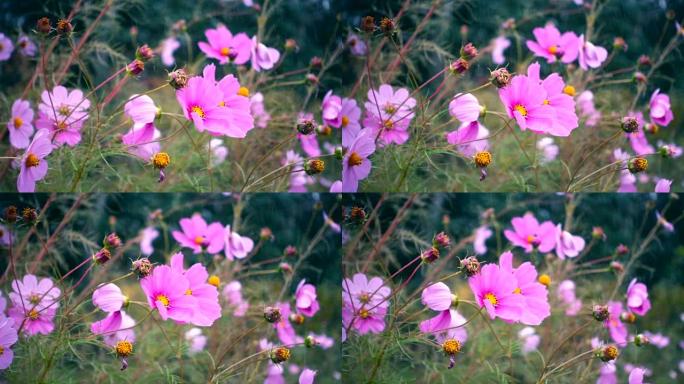 慢动作，雨中开花