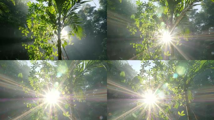 阳光穿过丛林树叶