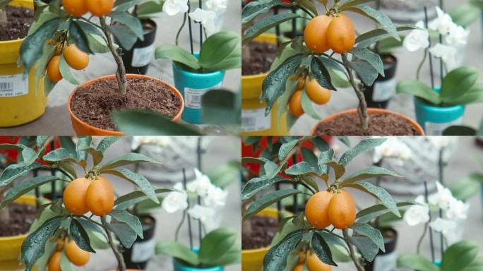 温室中的柑橘花