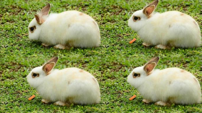兔子吃胡萝卜