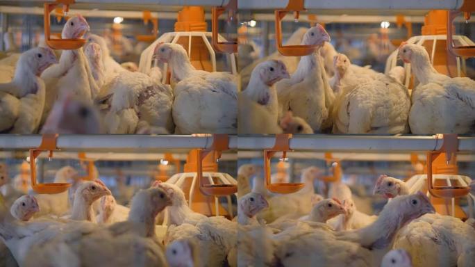 白肉鸡在笼子里使用饮水器和喂食器。
