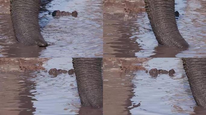 博茨瓦纳奥卡万戈三角洲的一条河里的象鼻吸水的慢动作特写视图