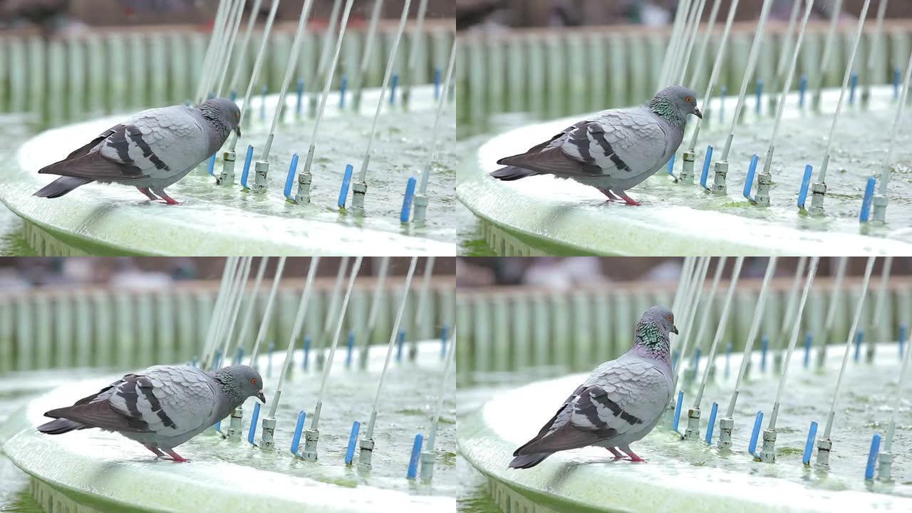鸽子从喷泉里喝水