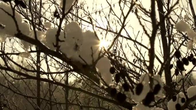 阳光透过白雪皑皑的树枝