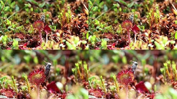 Sundows（Drosera食肉植物）HD