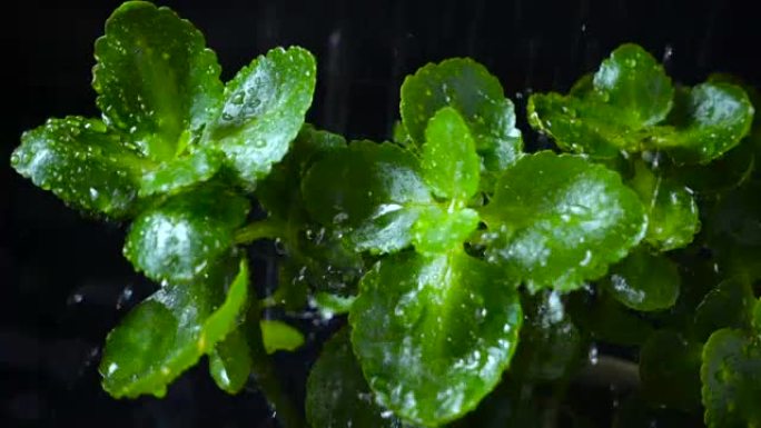 雨滴落下绿叶