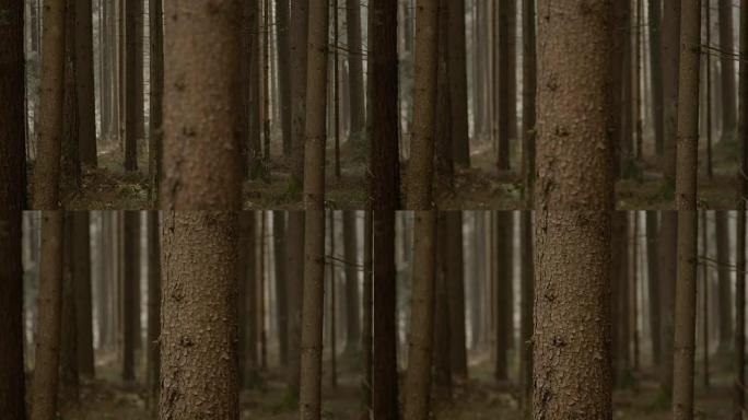 特写，dop: 森林中令人惊叹的开裂和粗糙的云杉树皮的细节