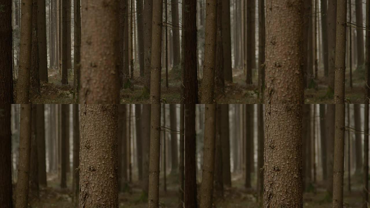 特写，dop: 森林中令人惊叹的开裂和粗糙的云杉树皮的细节