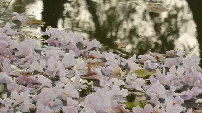 水面上的花朵水面上的花朵