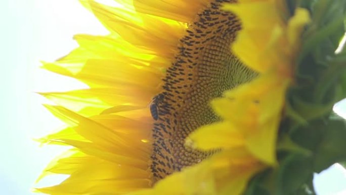 慢动作特写: 蜜蜂从开花的向日葵中收集蜂蜜的细节
