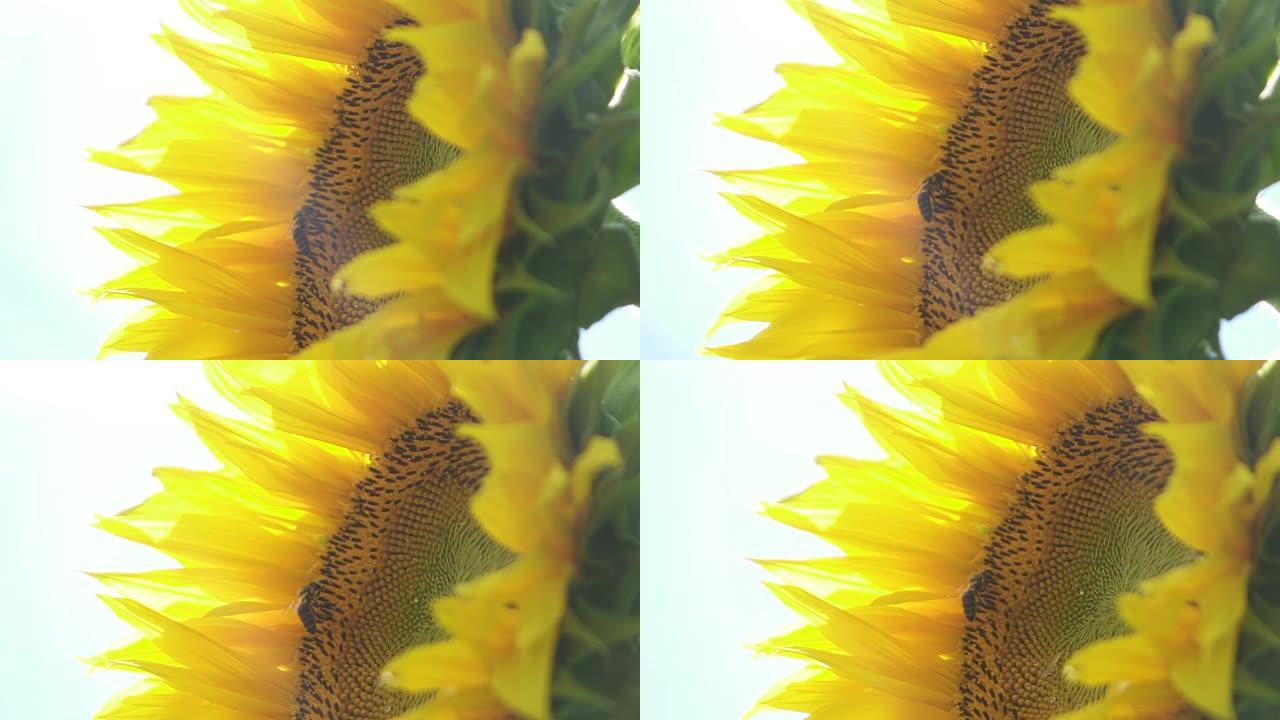 慢动作特写: 蜜蜂从开花的向日葵中收集蜂蜜的细节