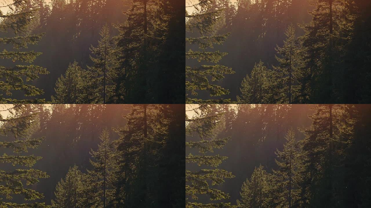 日落阴霾中的高大林木
