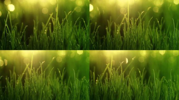 绿草与雨滴的特写镜头。