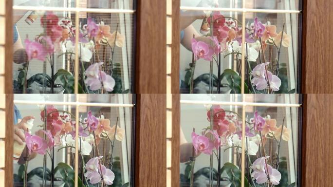 雌性喷雾剂在窗户上给兰花施肥