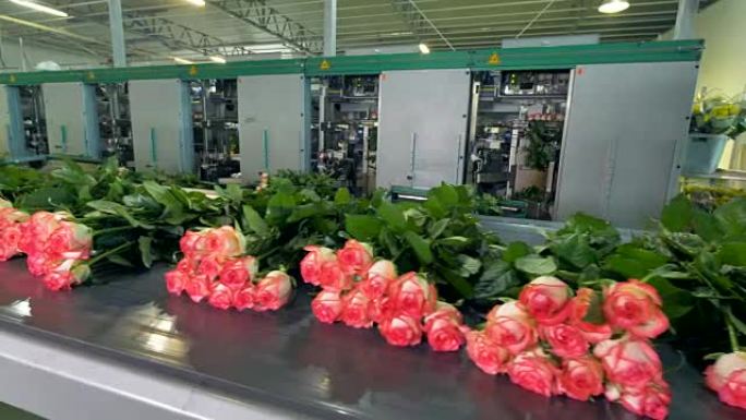 花卉工厂正在分拣鲜花。