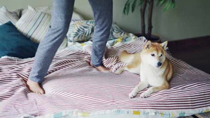 宠物狗休息时，活跃的非洲裔美国妇女在卧室里听音乐，在床上跳舞和唱歌的慢动作。乐趣和动物概念。