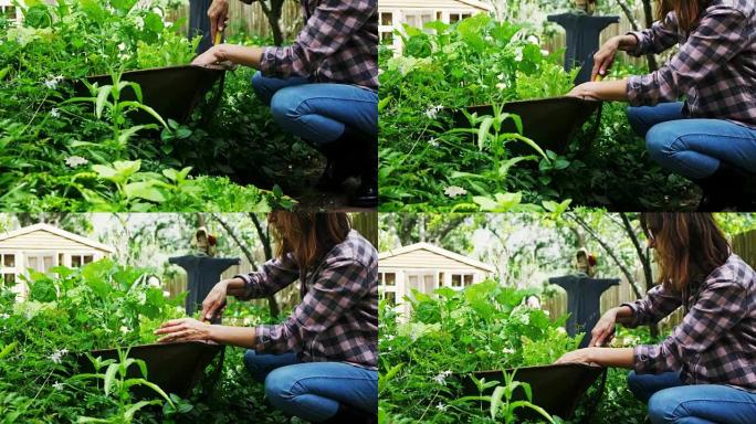 成熟的女人在花园里种植4k