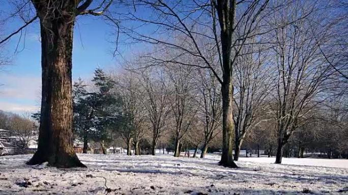 在阳光下路过白雪皑皑的冬季公园