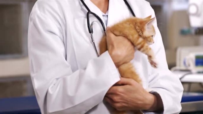 兽医抱着一只猫