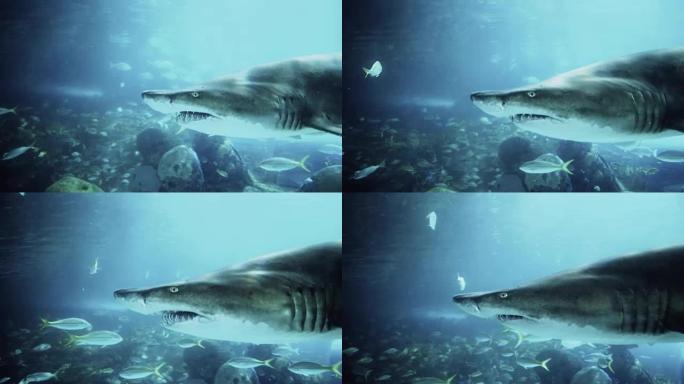 一条大鲨鱼的电影肖像。