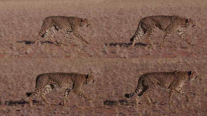猎豹在慢动作中向摄像机一侧奔跑