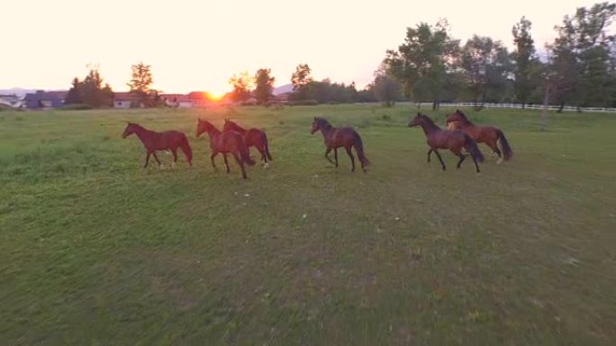 空中: 一大群马在牧场的草地上自由奔跑