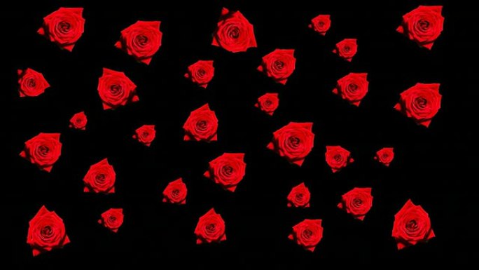 高清: 盛开的玫瑰动画