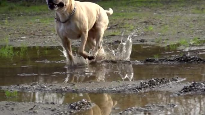 慢动作: 狗在水坑上奔跑