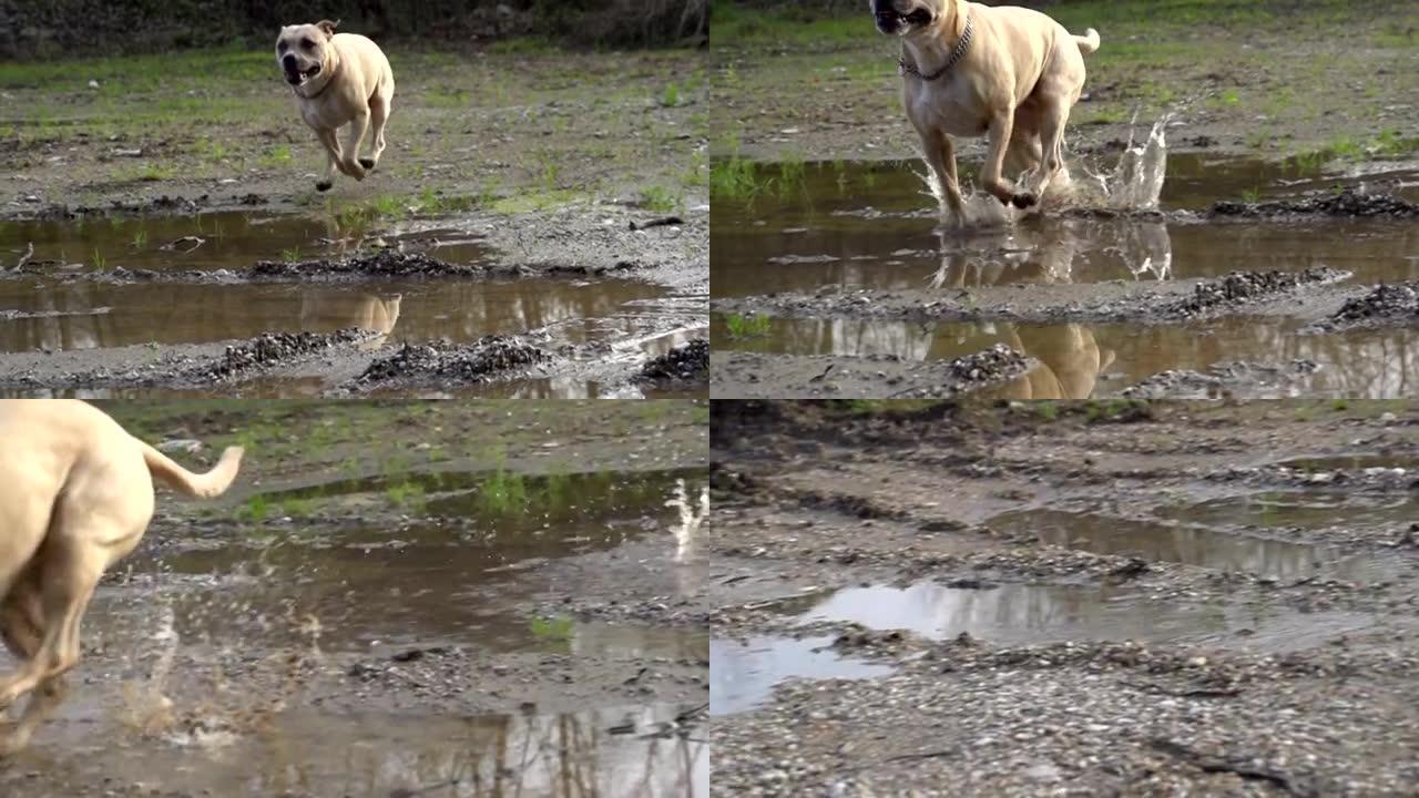 慢动作: 狗在水坑上奔跑