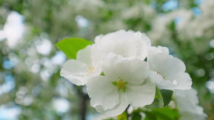 春天的苹果开花。阳光花园中苹果树开花。