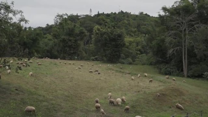 4k实时山谷养羊场。