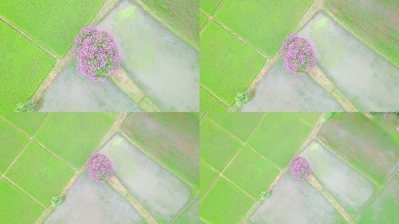 泰国南邦稻田中间的粉红色开花树