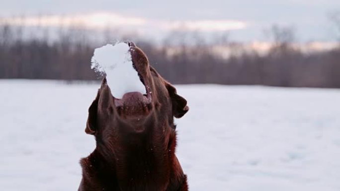 SLO MO Brown拉布拉多抓雪球