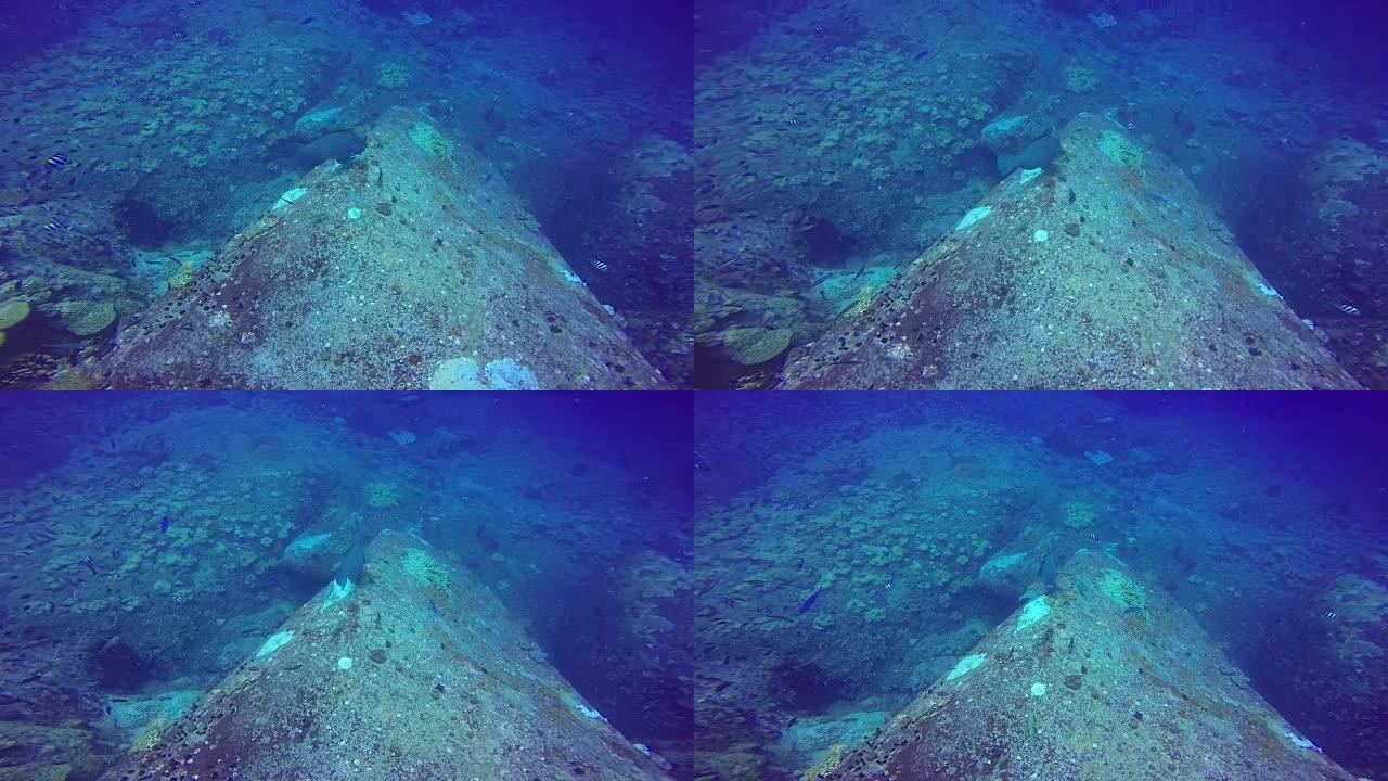 巨型鱼群热带礁，在红海拍摄，苏丹水下拍摄