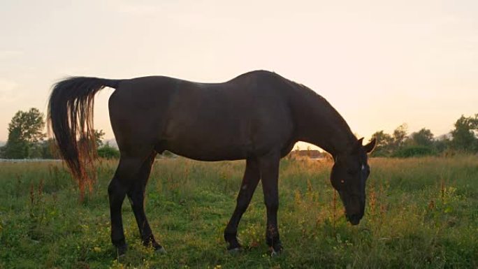 慢动作: 金色日落时在草地上放牧的令人惊叹的深棕色马
