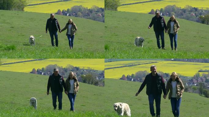 成熟的夫妇带着金毛猎犬在R3D上散步