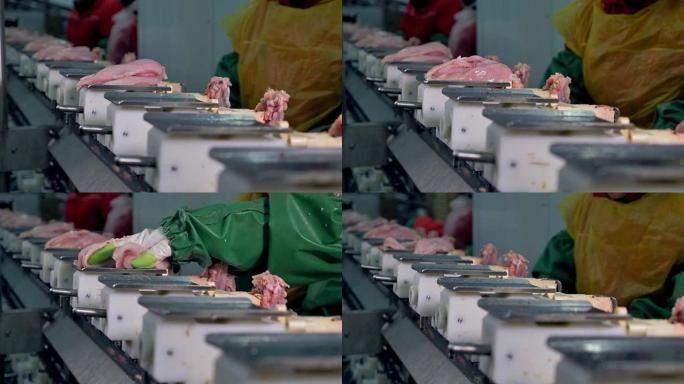 防护磨损的工人将嫩鸡胸肉放在输送机托盘上。
