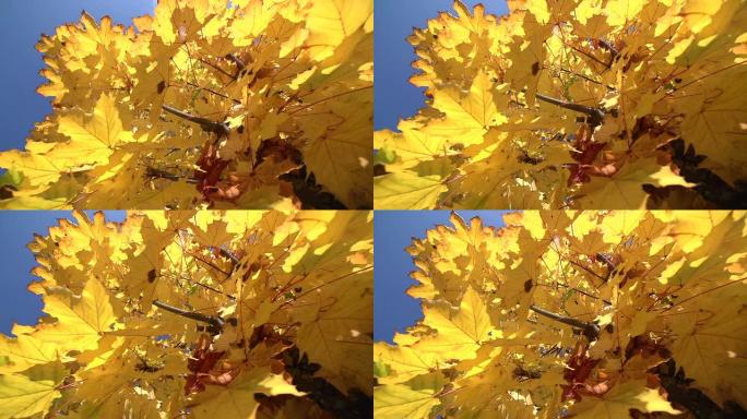 秋天的枫树，特写镜头