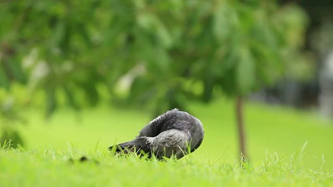 鸽子野生动物保护生物生态飞翔飞鸟