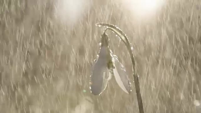 特写: 水滴落下并滑下春天的花朵叫雪花莲