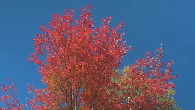 低角度视图: 充满活力的枫树上的树叶在蓝色阳光明媚的天空中旋转