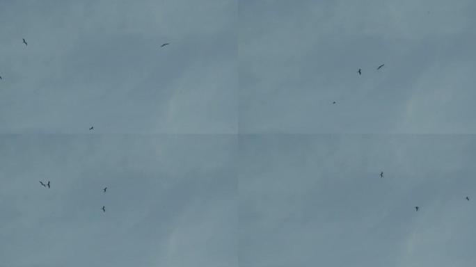 空中的护卫舰军舰鸟展示翱翔海鸟
