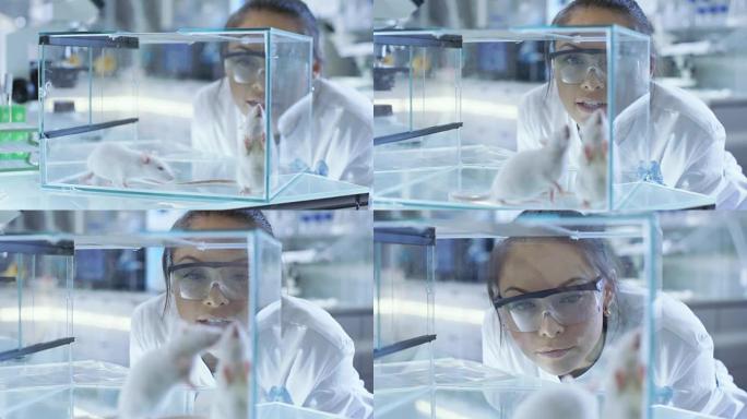 医学研究科学家检查了保存在玻璃笼子中的实验室小鼠。她在一个轻型实验室工作。