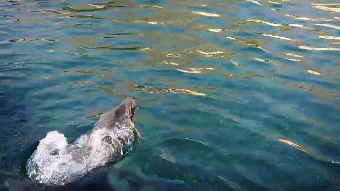 海狮在海中潜水