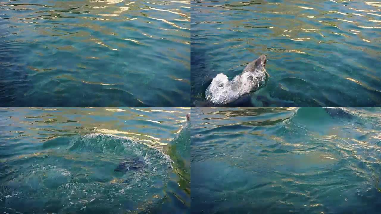 海狮在海中潜水